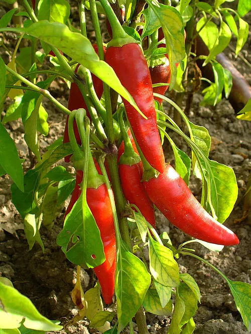 Cayenne pepper capsaicin for thermogenesis and belly fat