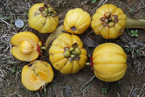 Garcinia cambogia HCA for reducing belly fat storage