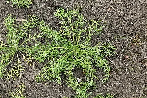 Maca Root metabolic support in FlashBurn